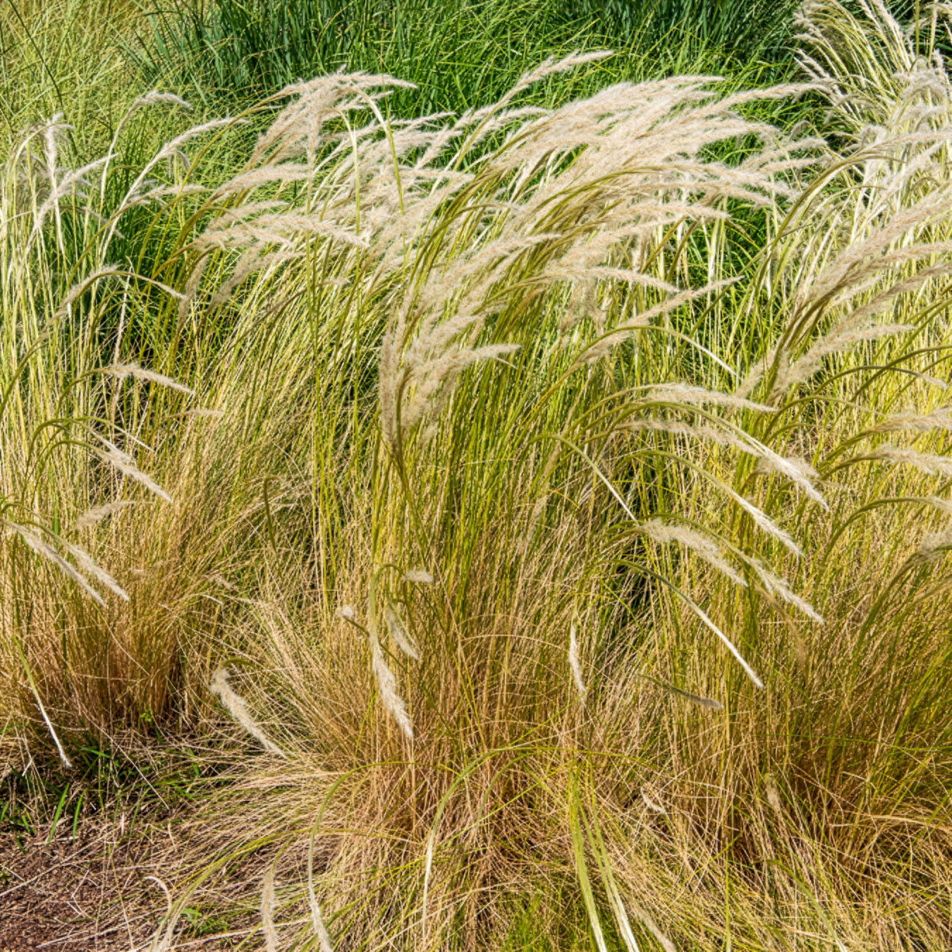 Ichu-Gras - Stipa ichu - Bakker