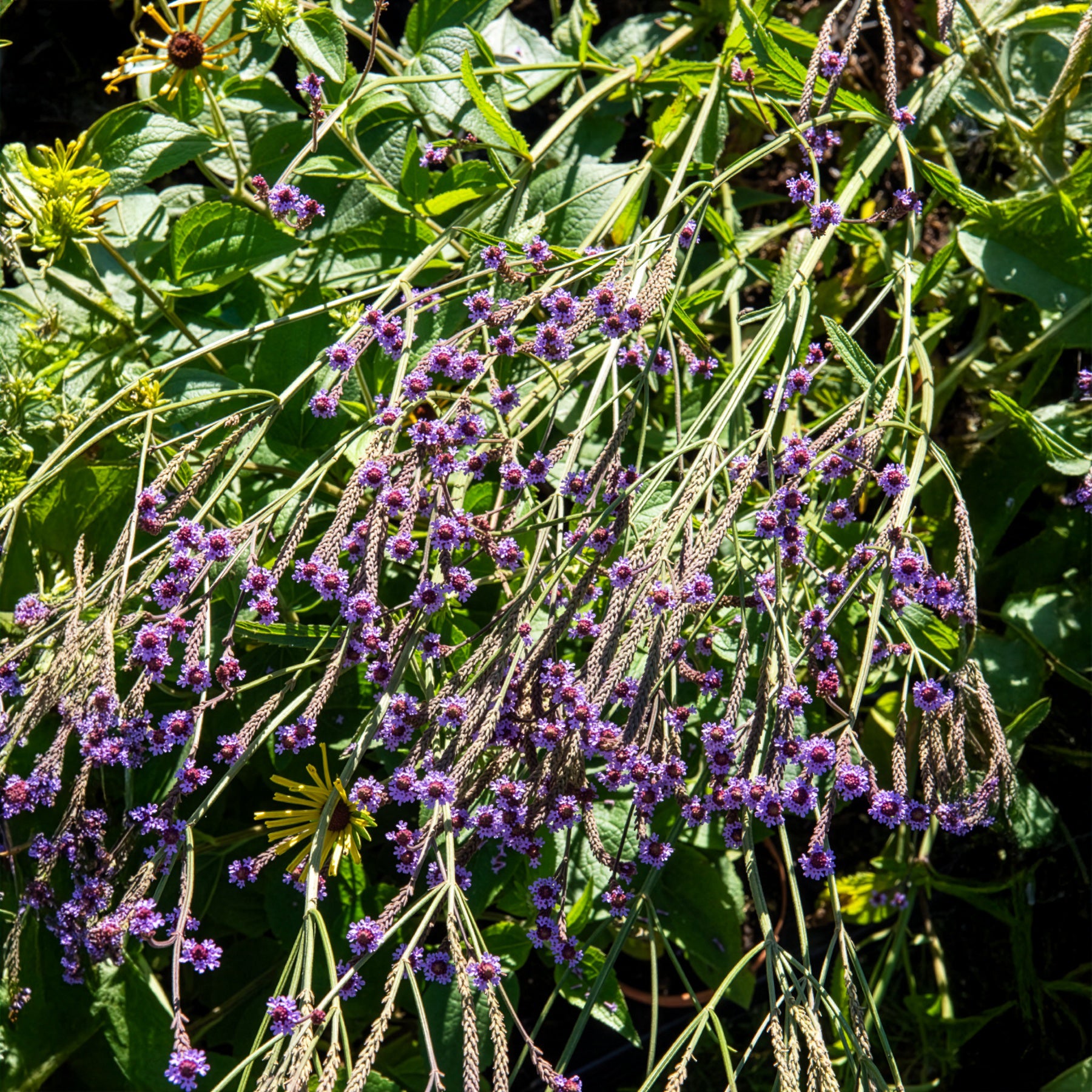 Eisenkraut Lavender Spires - Verbena macdougalii Lavender Spires - Bakker