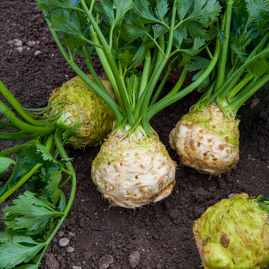 Knollensellerie Monarch - Bakker