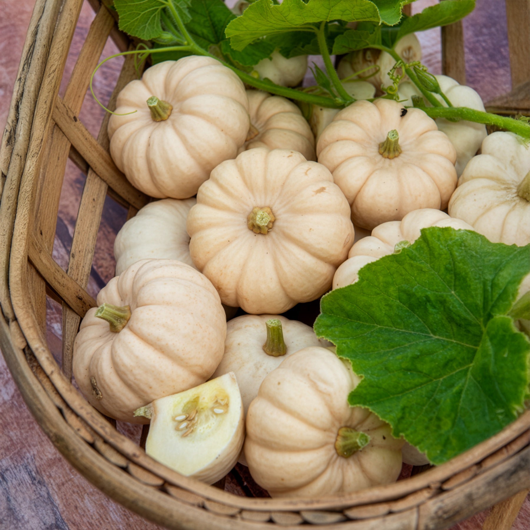 Kürbis Baby Boo - Cucurbita pepo Baby Boo - Bakker