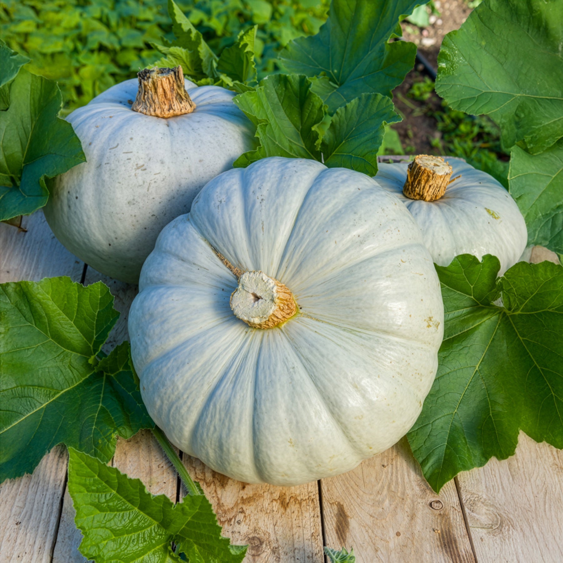 Samen für Kürbisse - Kürbis Ungarische Blaue - Cucurbita maxima Bleu de Hongrie