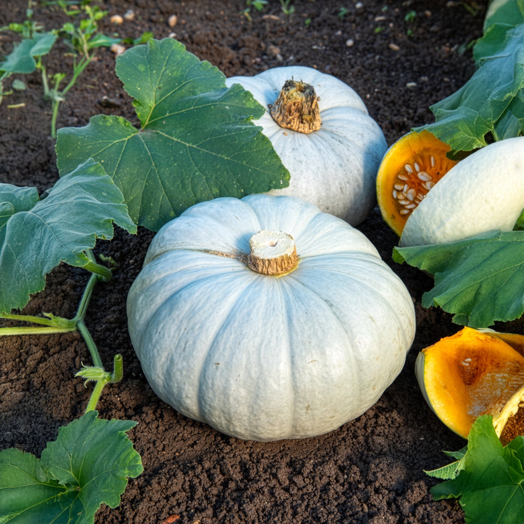 Cucurbita maxima Bleu de Hongrie - Kürbis Ungarische Blaue - Samen für Kürbisse