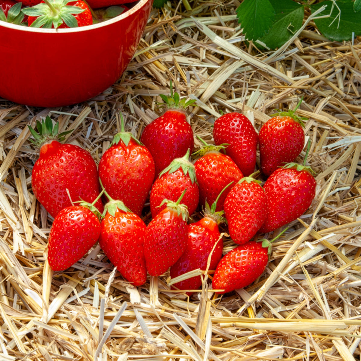 Gartenerdbeere Ciflorette - Bakker
