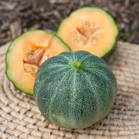 Honigmelone Petit Gris de Rennes - Bakker