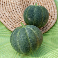 Honigmelone Petit Gris de Rennes - Cucumis melo Petit Gris de Rennes - Bakker