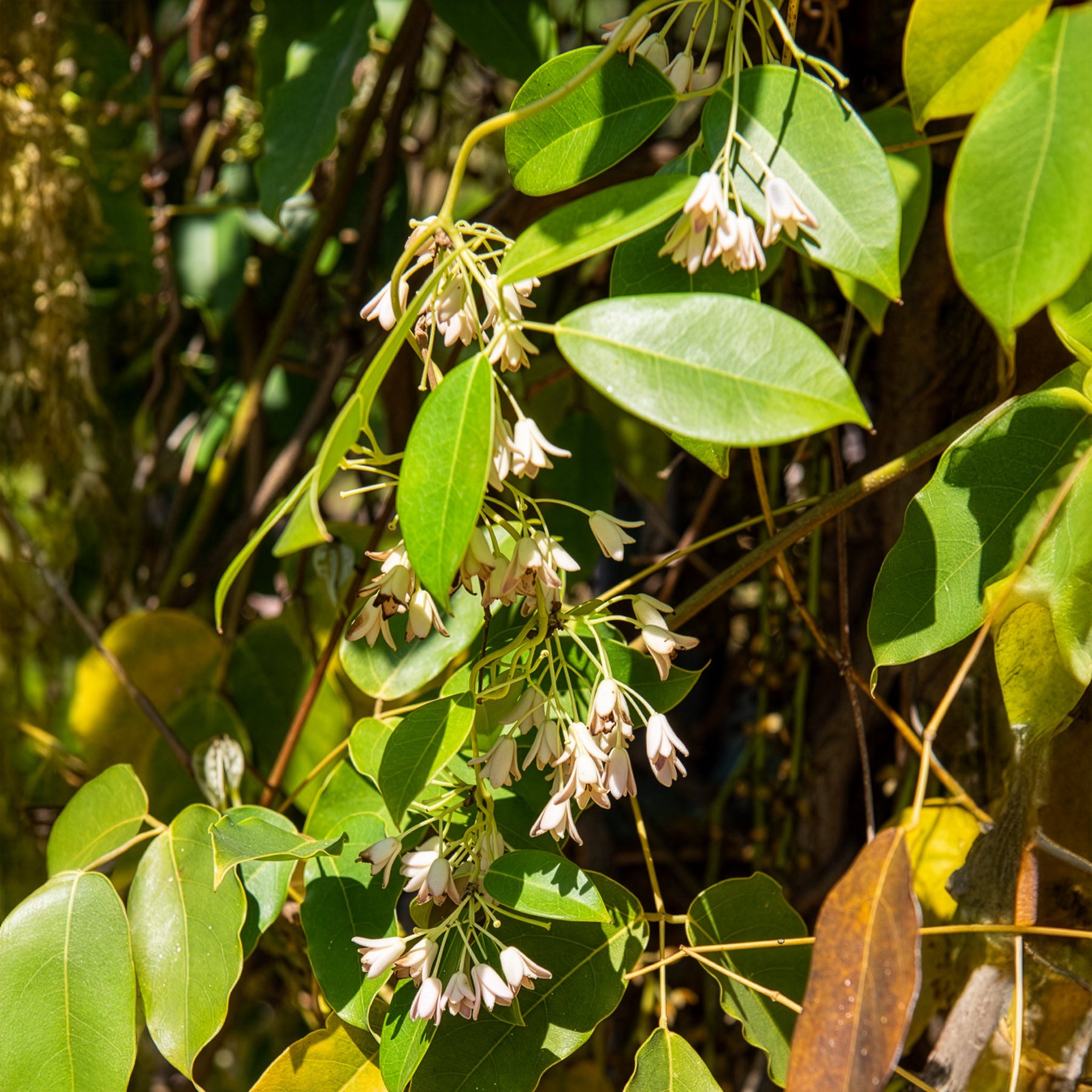 Wurstbeere - Holboellia coriacea - Bakker