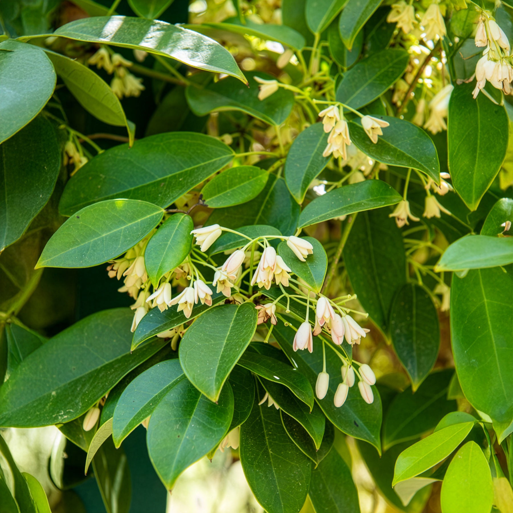 Holboellia coriacea - Wurstbeere - Blühende Kletterpflanzen