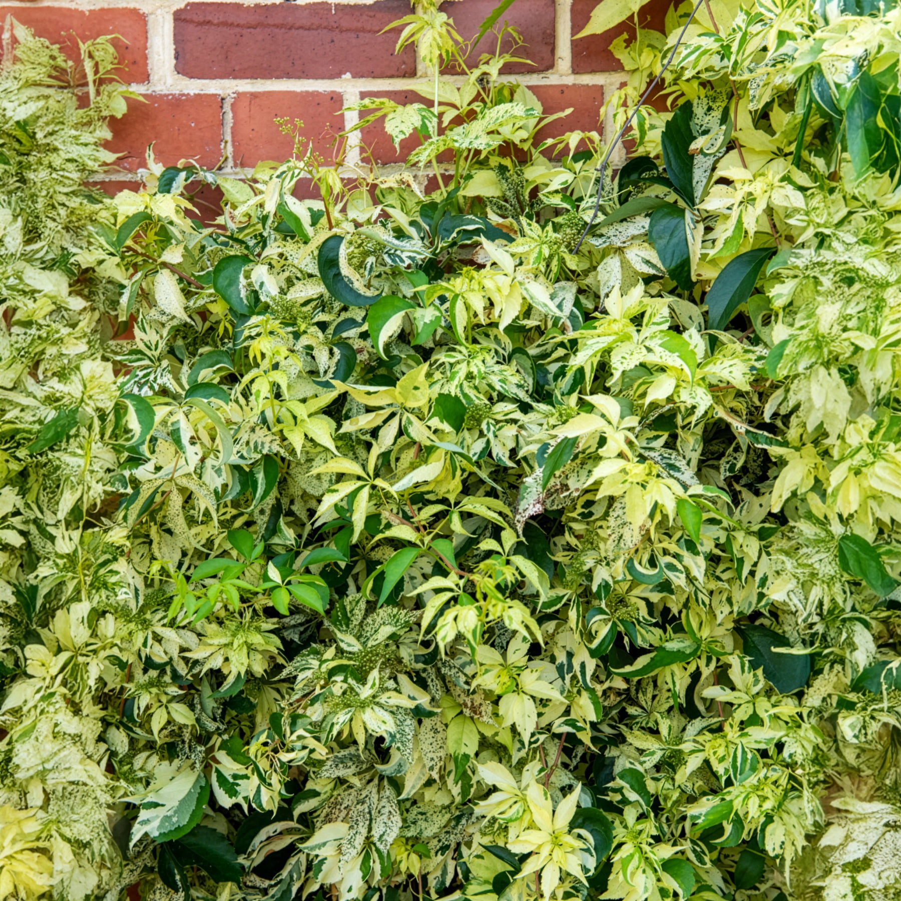 Parthenocissus quinquefolia Star shower® Mooham - Selbstklimmender Mauerwein MonhamStar shower - Kletterpflanzen