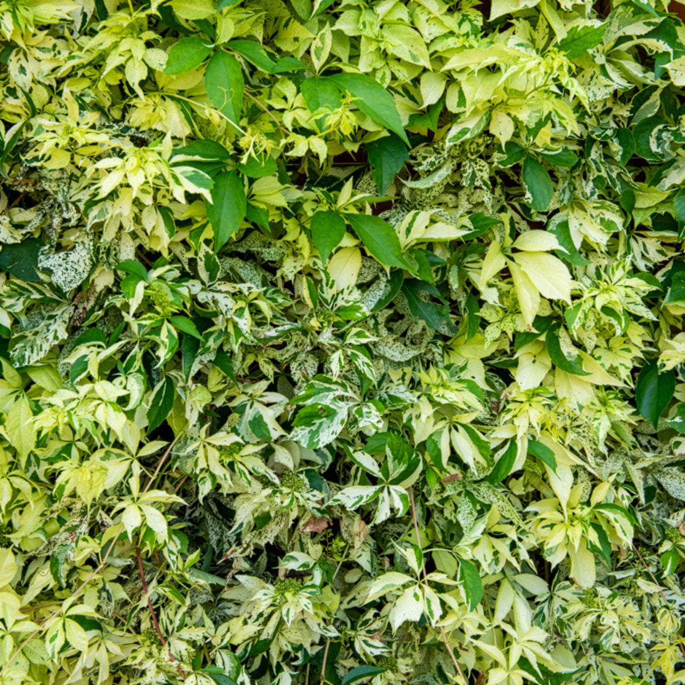 Selbstklimmender Mauerwein MonhamStar shower - Parthenocissus quinquefolia Star shower® Mooham - Bakker