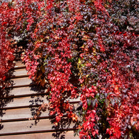 Mauerwein Red wall - Parthenocissus quinquefolia Red Wall® Troki - Bakker