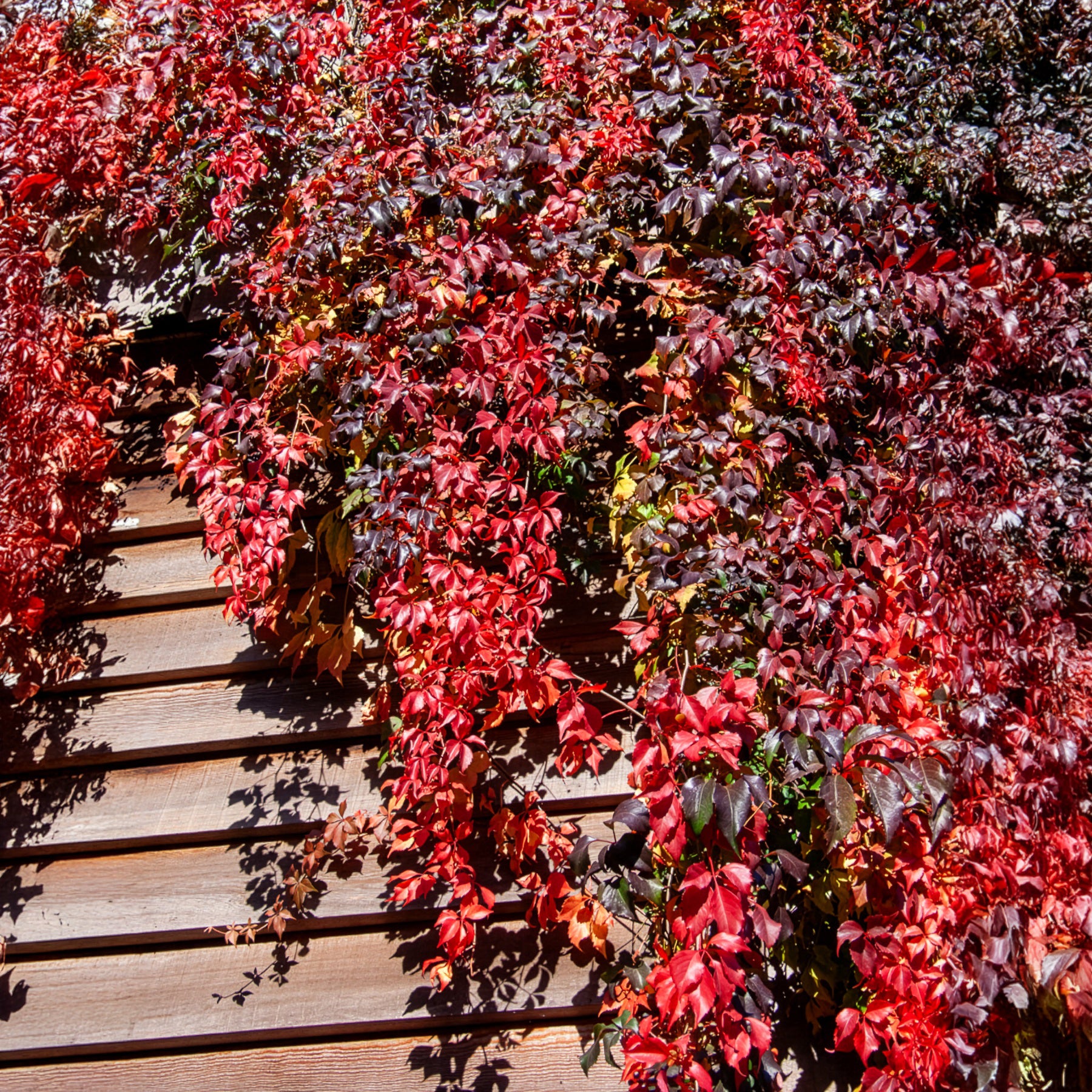 Mauerwein Red wall - Parthenocissus quinquefolia Red Wall® Troki - Bakker