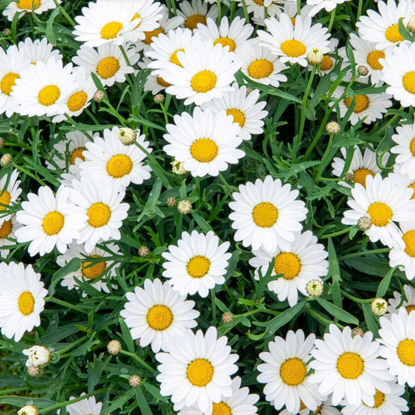 Strauchmargerite - Bakker