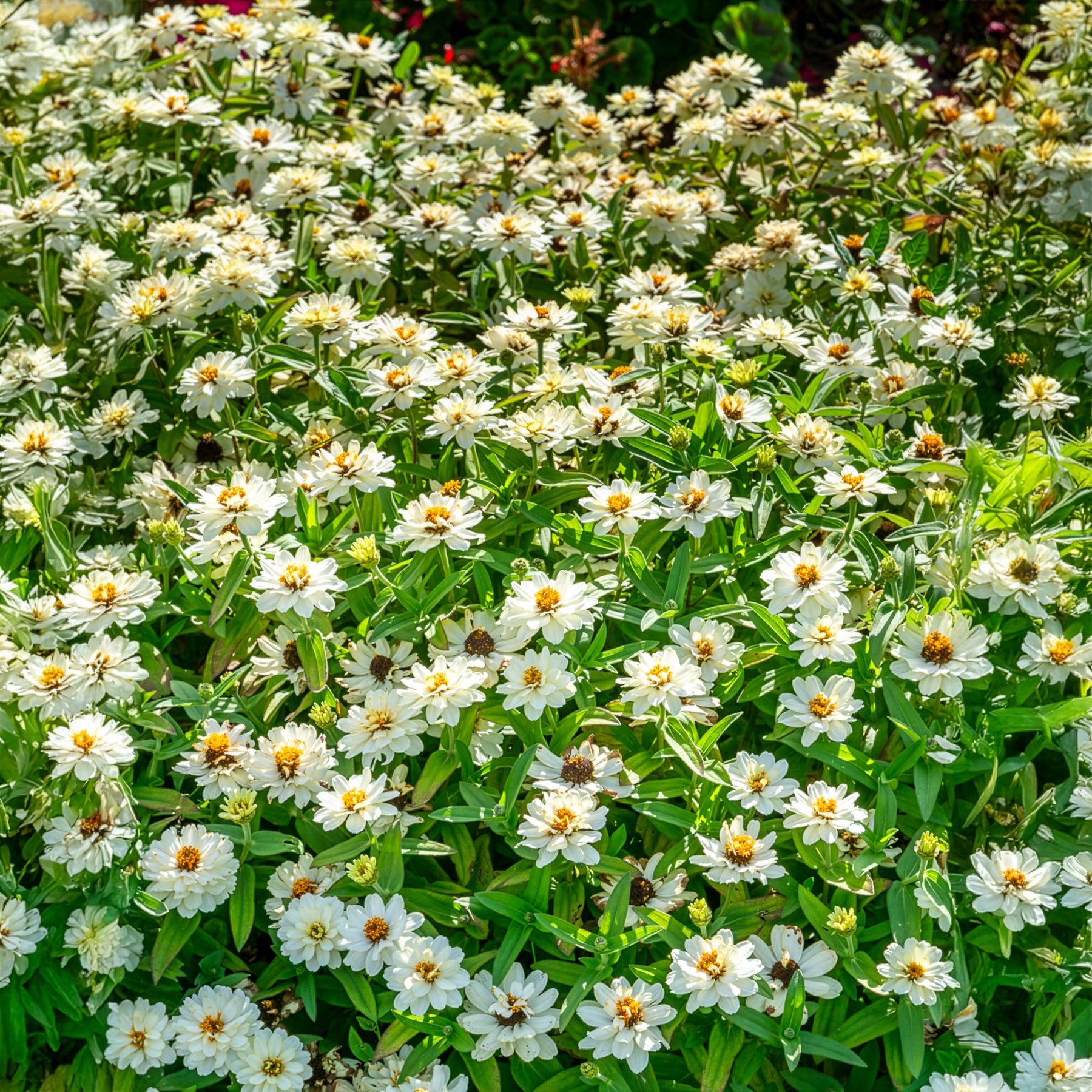 Weiße Zinnie - Zinnia elegans white - Bakker