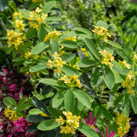 Seidelbast Royal Crown - Daphne gemmata Royal Crown - Bakker