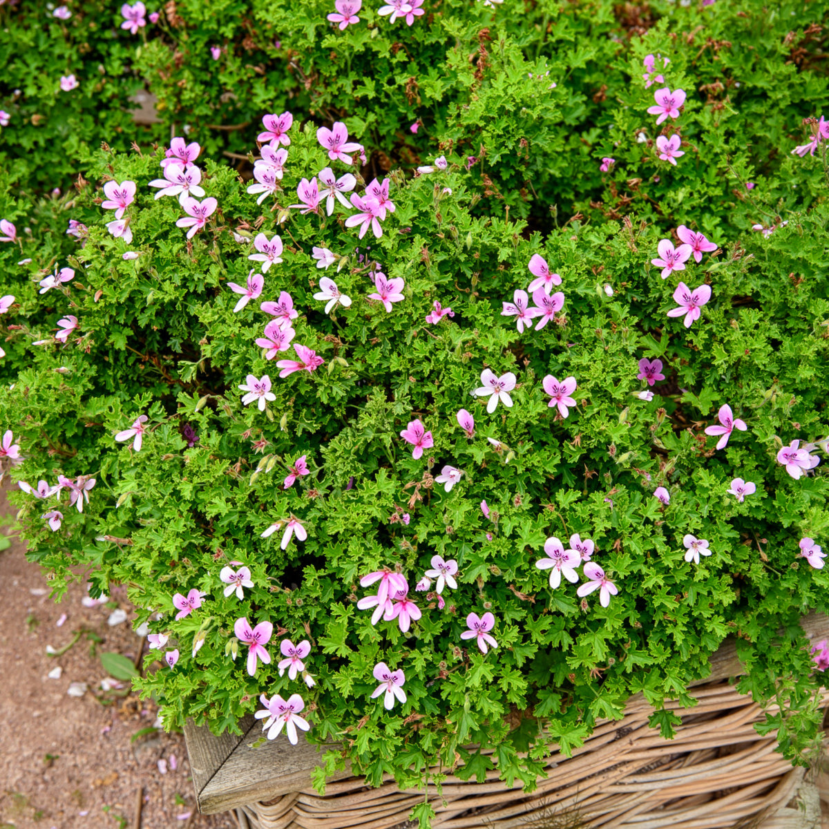 Rosenduft-Geranie - Bakker