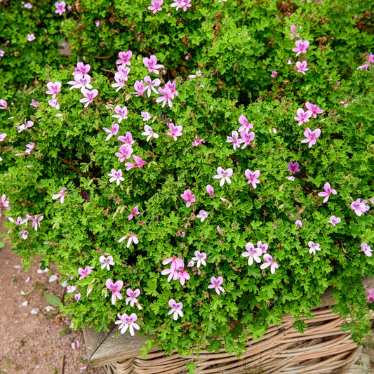 Rosenduft-Geranie - Bakker
