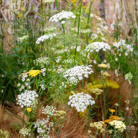 Große Sterndolde - Ammi majus - Bakker