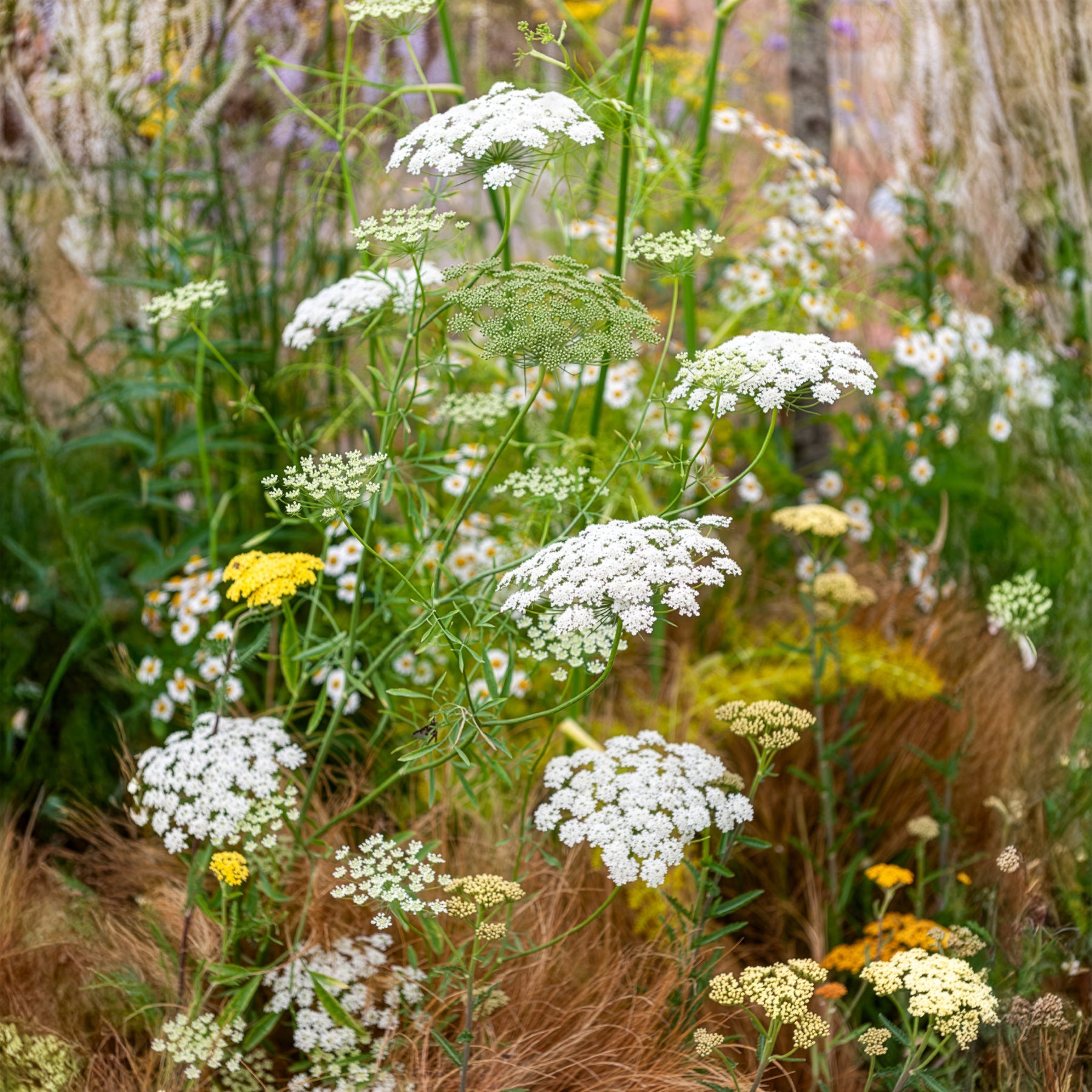 Große Sterndolde - Ammi majus - Bakker