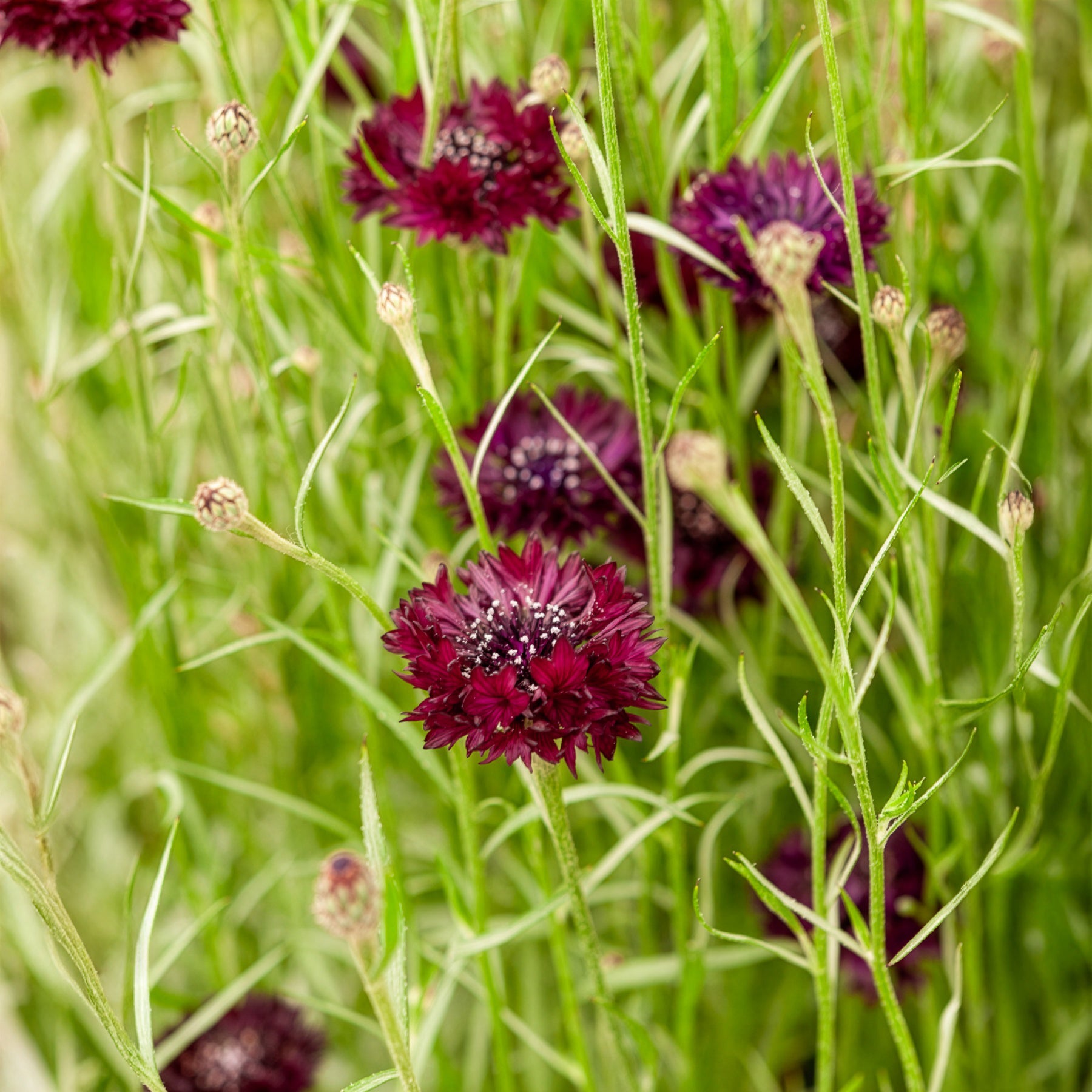 Kornblume Black Ball - Centaurea cyanus Black Ball - Bakker