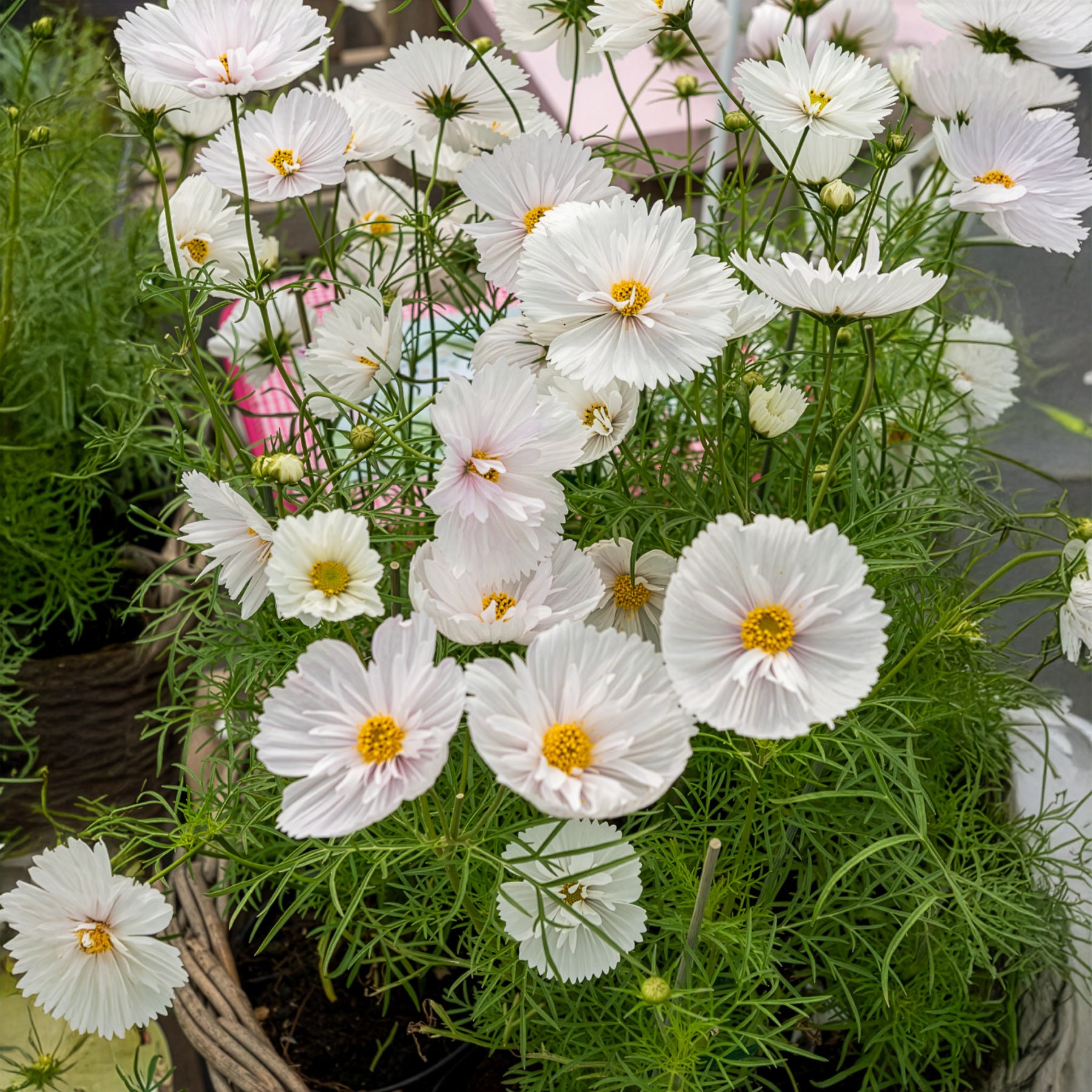 Cosmos bipinnatus Cupcakes White - Schmuckkörbchen Cupcakes White - Samen für einjährige Blumen
