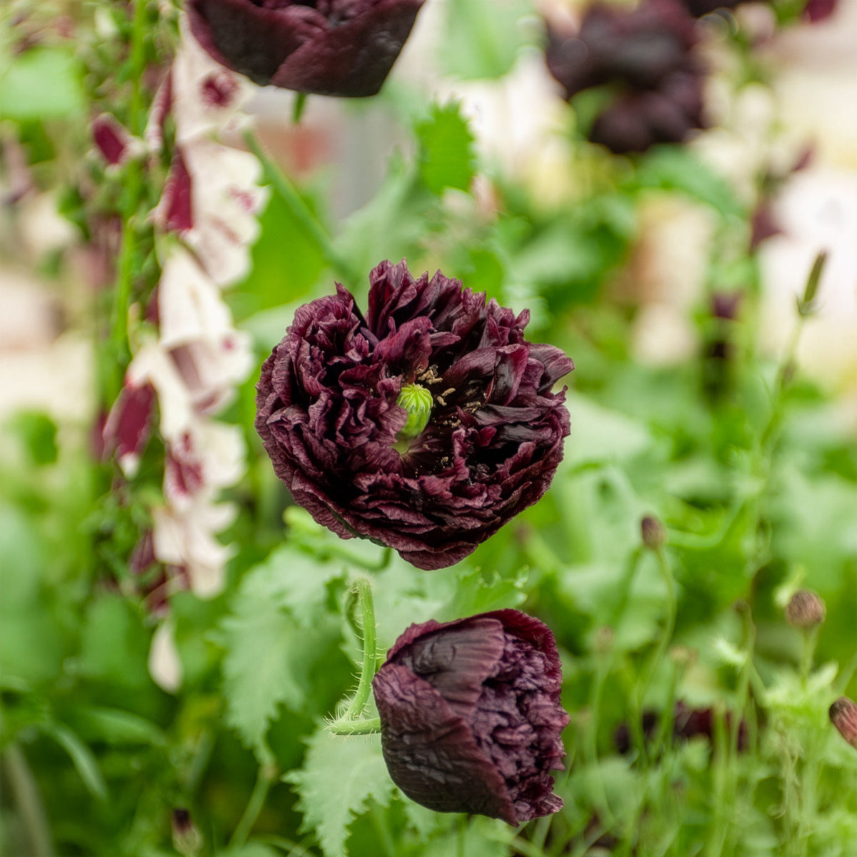 Schlafmohn Black Peony - Bakker