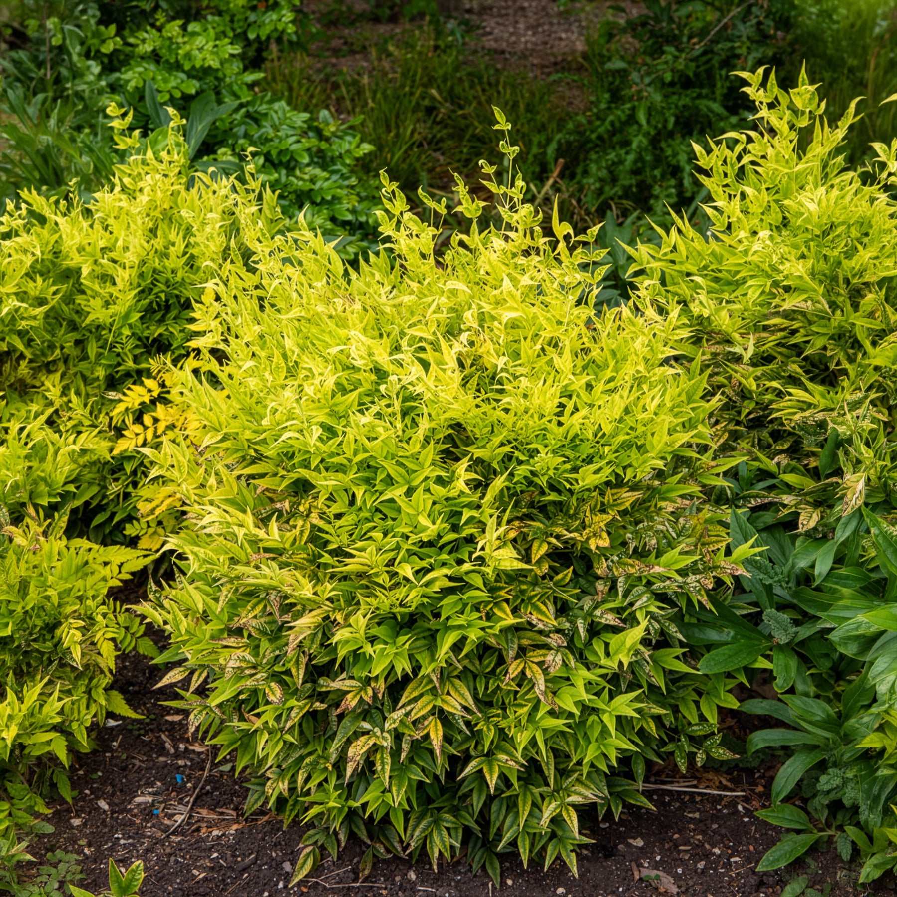 Himmelsbambus Magical Lemon Lime - Nandina domestica Magical Lemon Lime Tc - Bakker