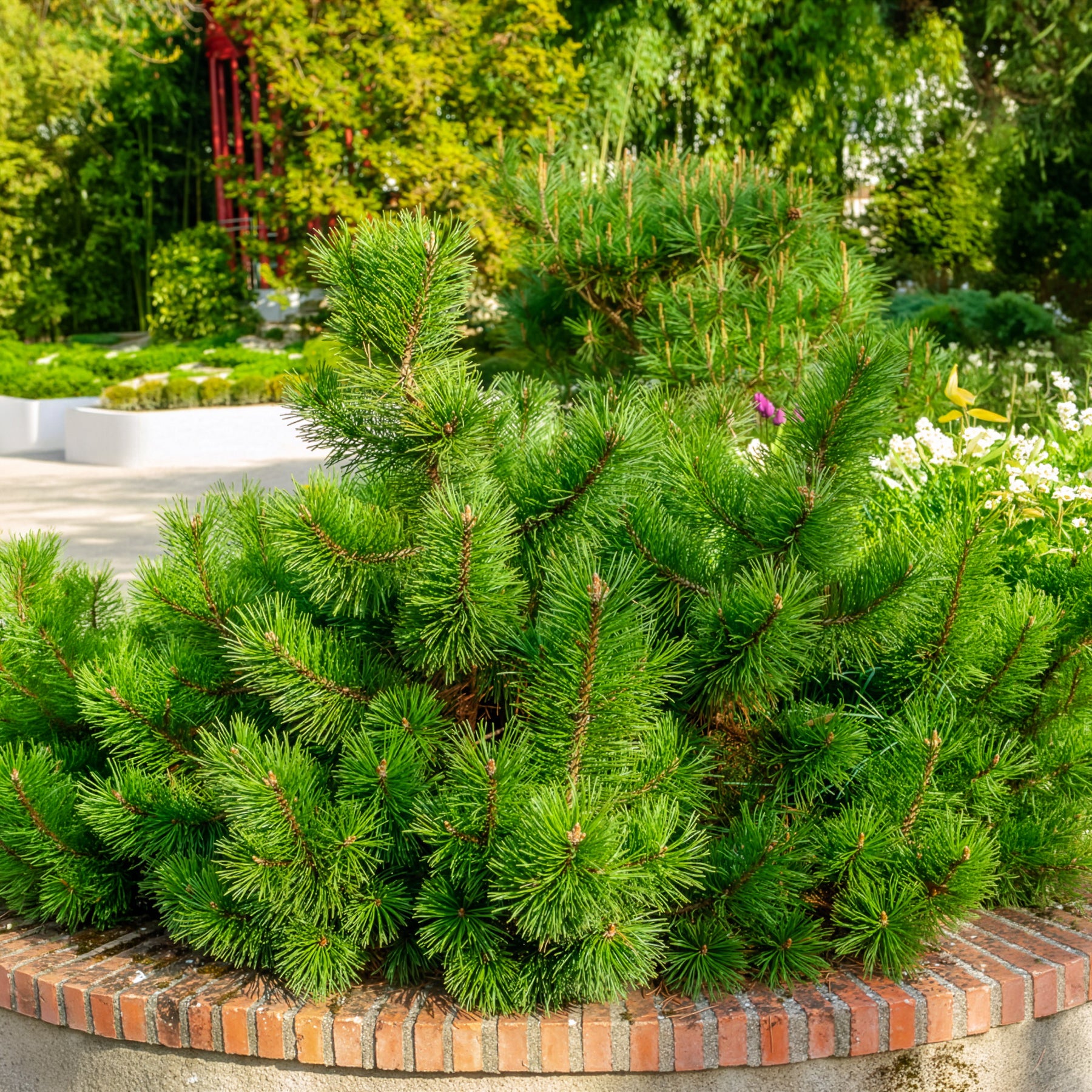 Bergkiefer Pumilio - Pinus mugo Pumilio - Bakker