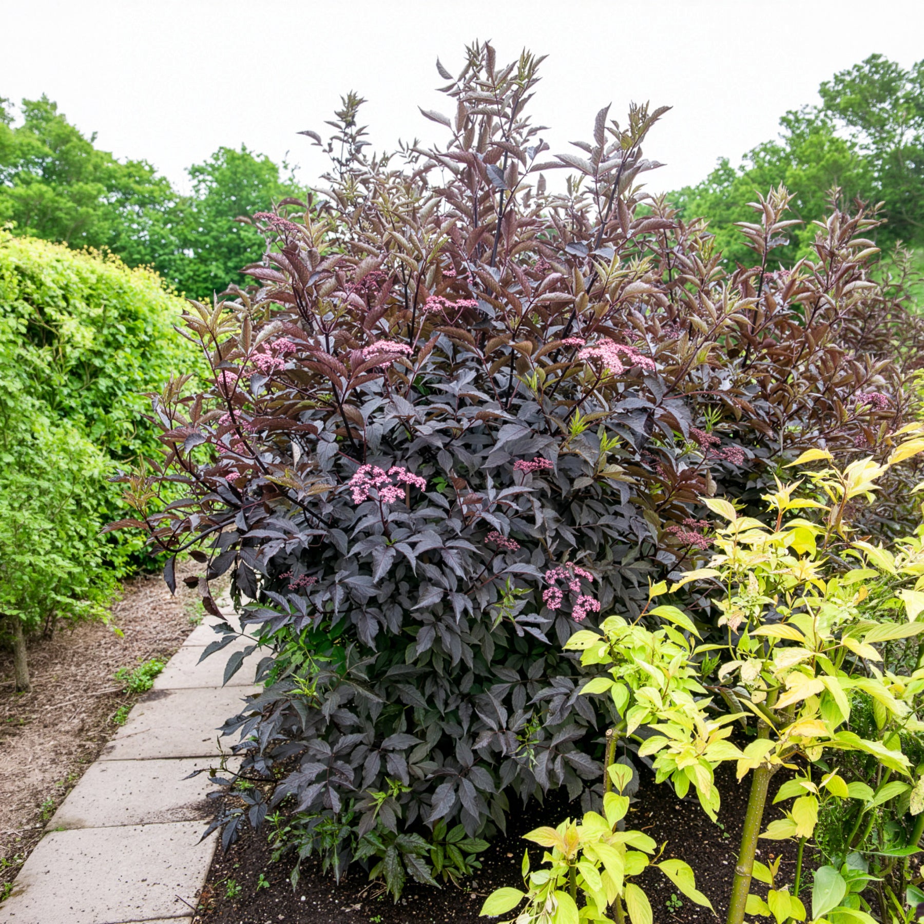 Schwarzer Holunder Black Beauty - Sambucus nigra Black Beauty - Bakker