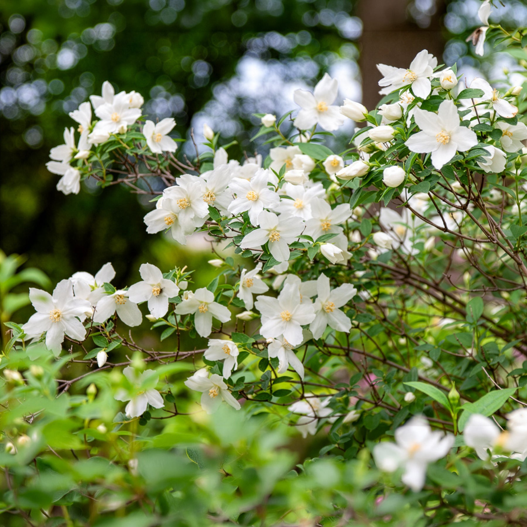 Philadelphus Silberregen - Pfeifenstrauch Silberregen - Philadelphus - Pfeifenstrauch