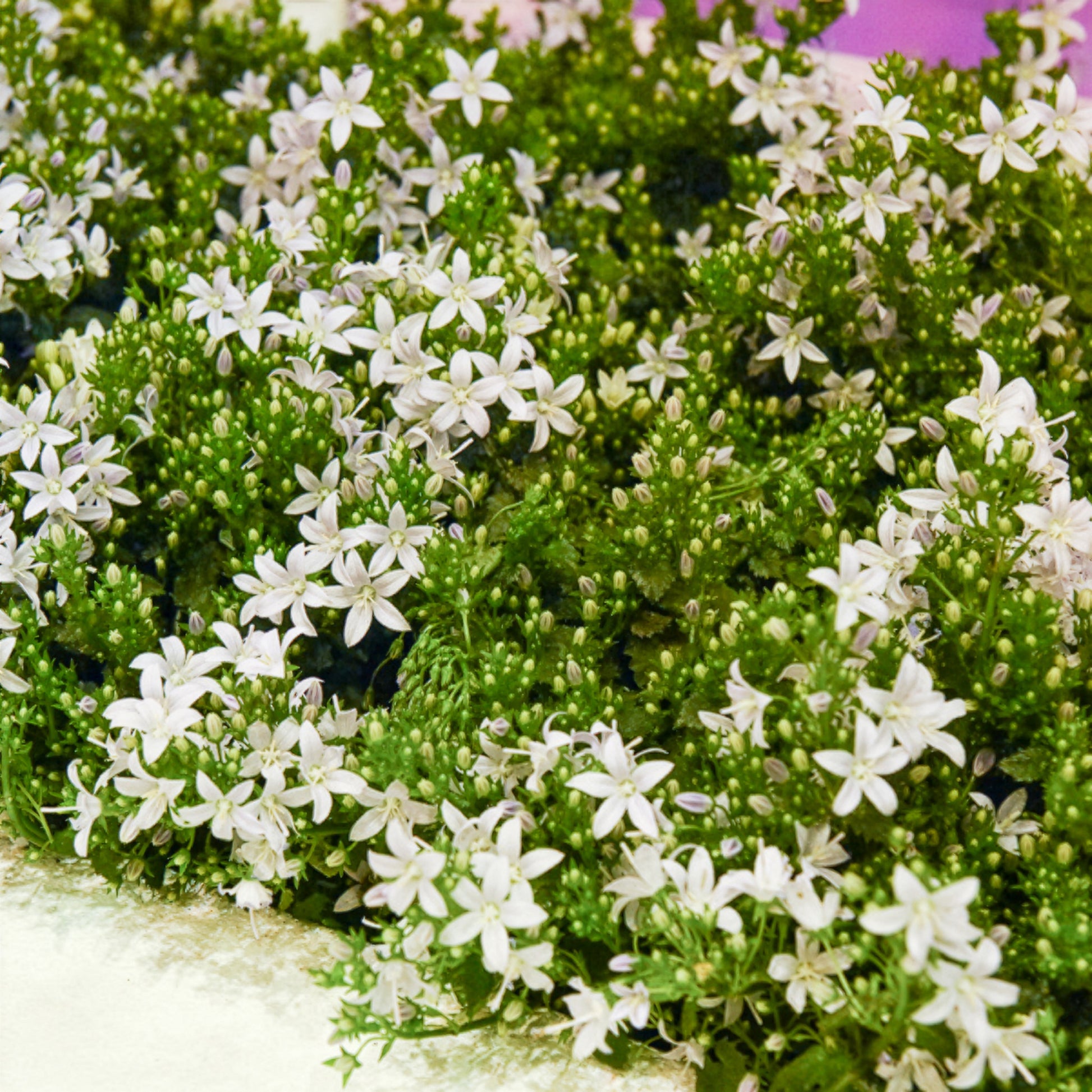 Witte muurklokje - Campanula portenschlagiana - Bakker