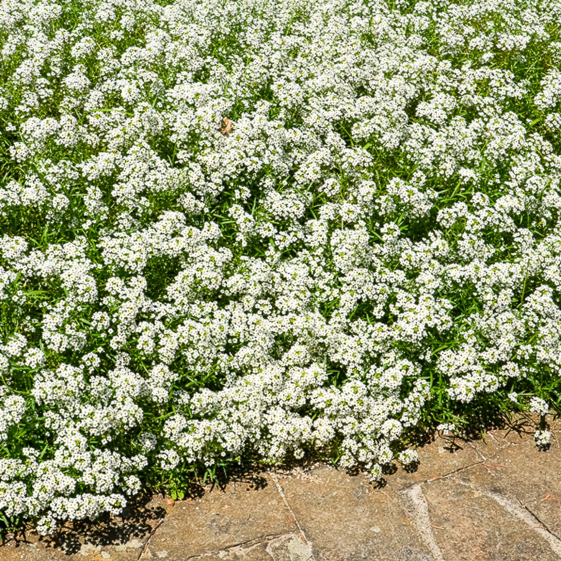 Duftsteinrich hängend - Lobularia maritima - Bakker