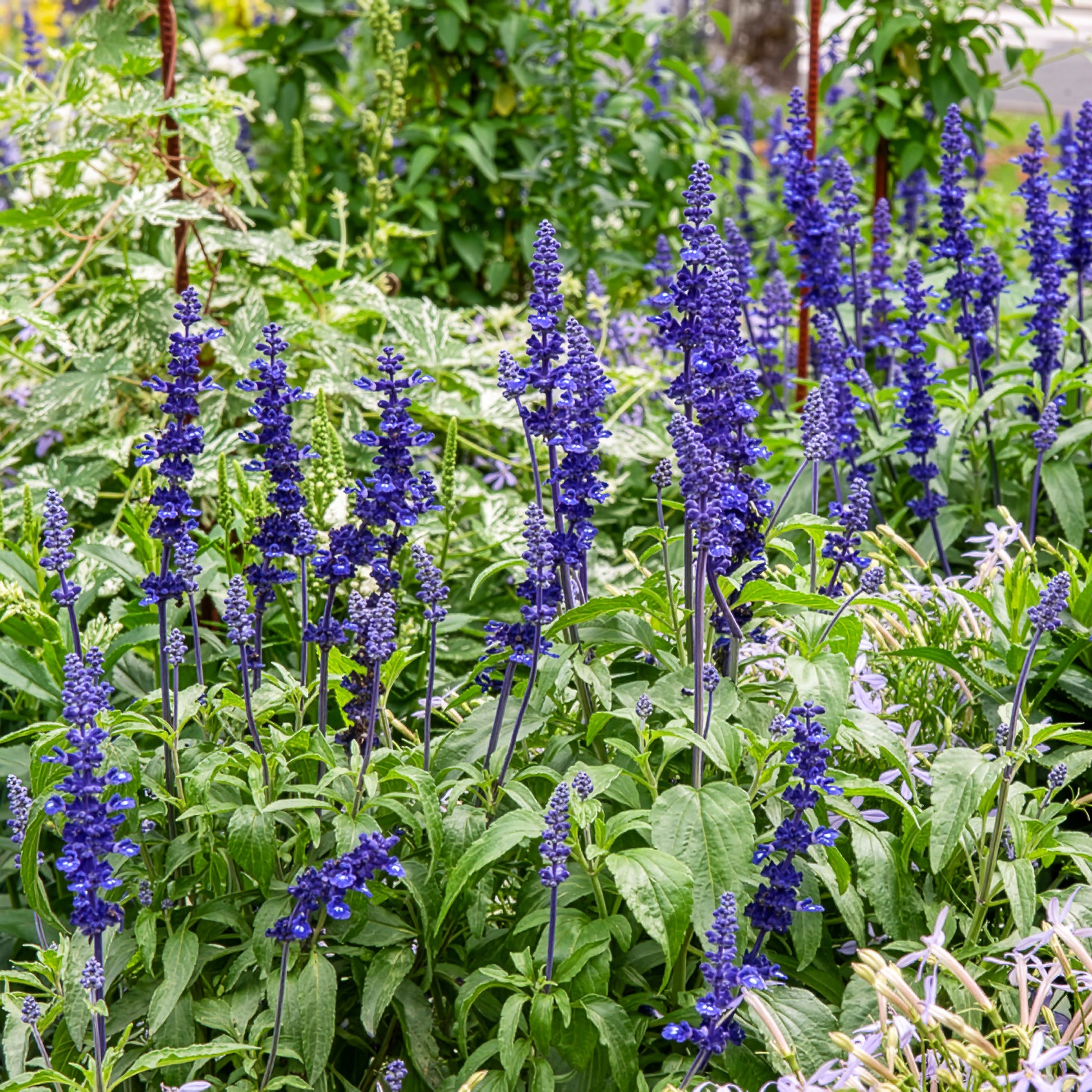 Mehlsalbei - Salvia farinacea - Bakker