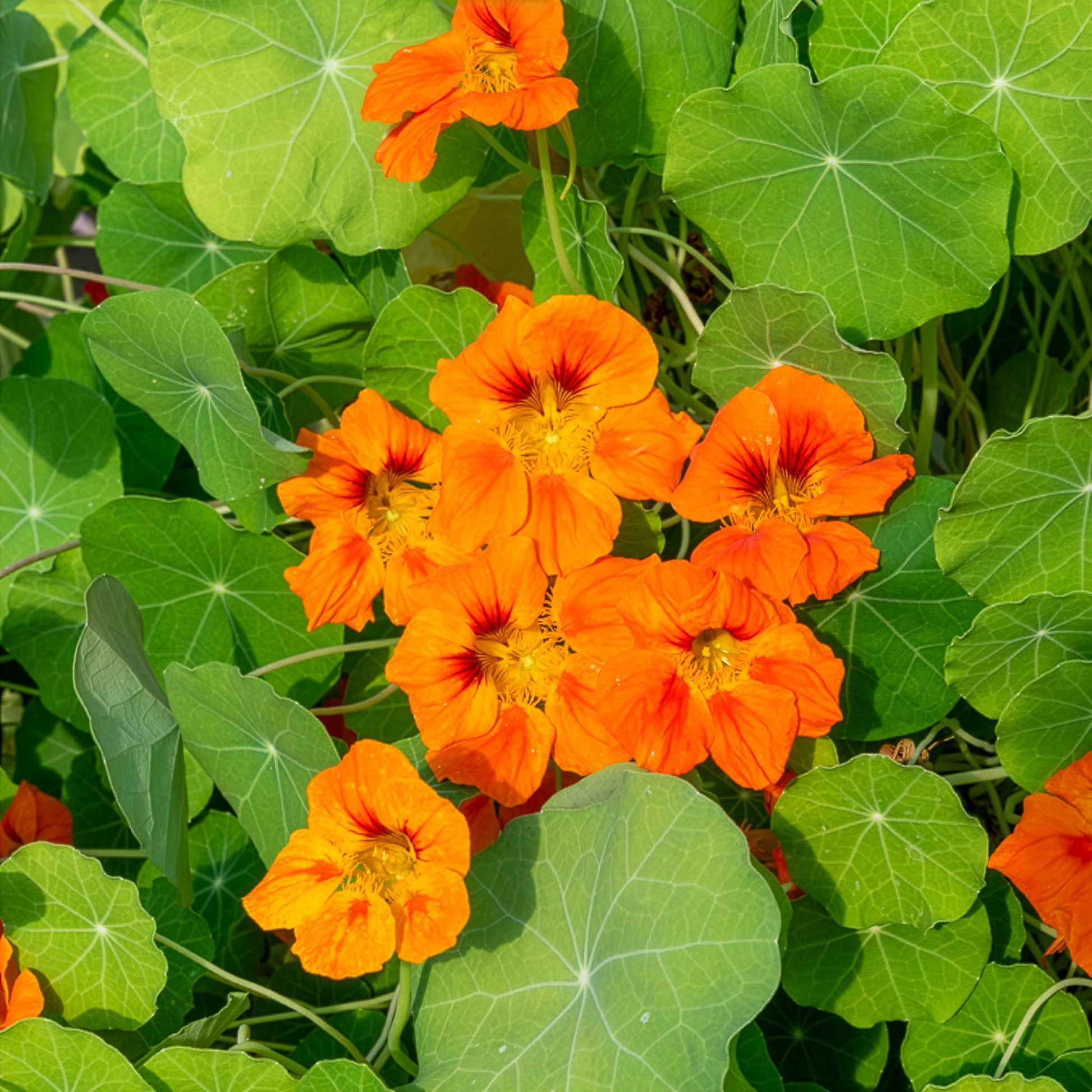 Orange Kapuzinerkresse - Tropaeolum majus - Bakker