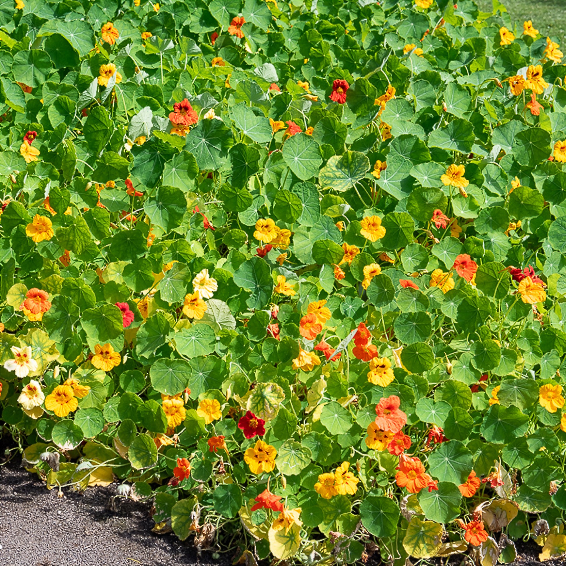 Gele Oost-Indische kers - Bakker