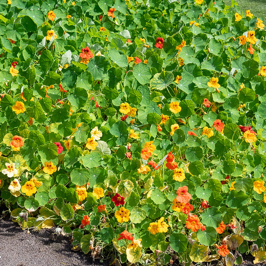 Gele Oost-Indische kers - Bakker
