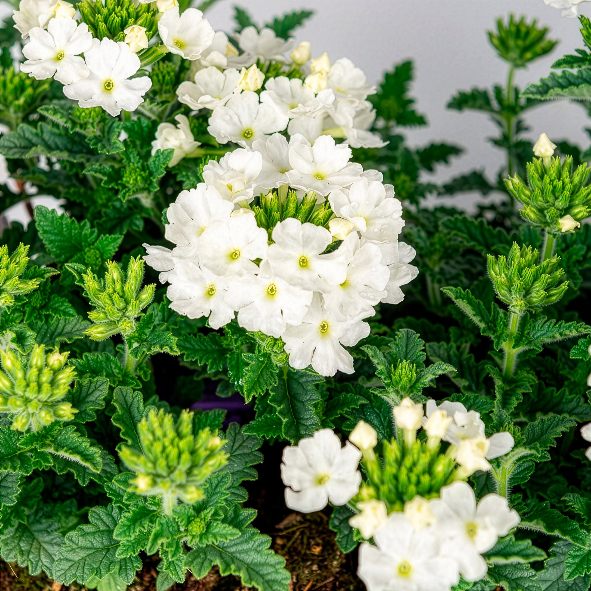 Witte verbena - Verbena pendula - Bakker