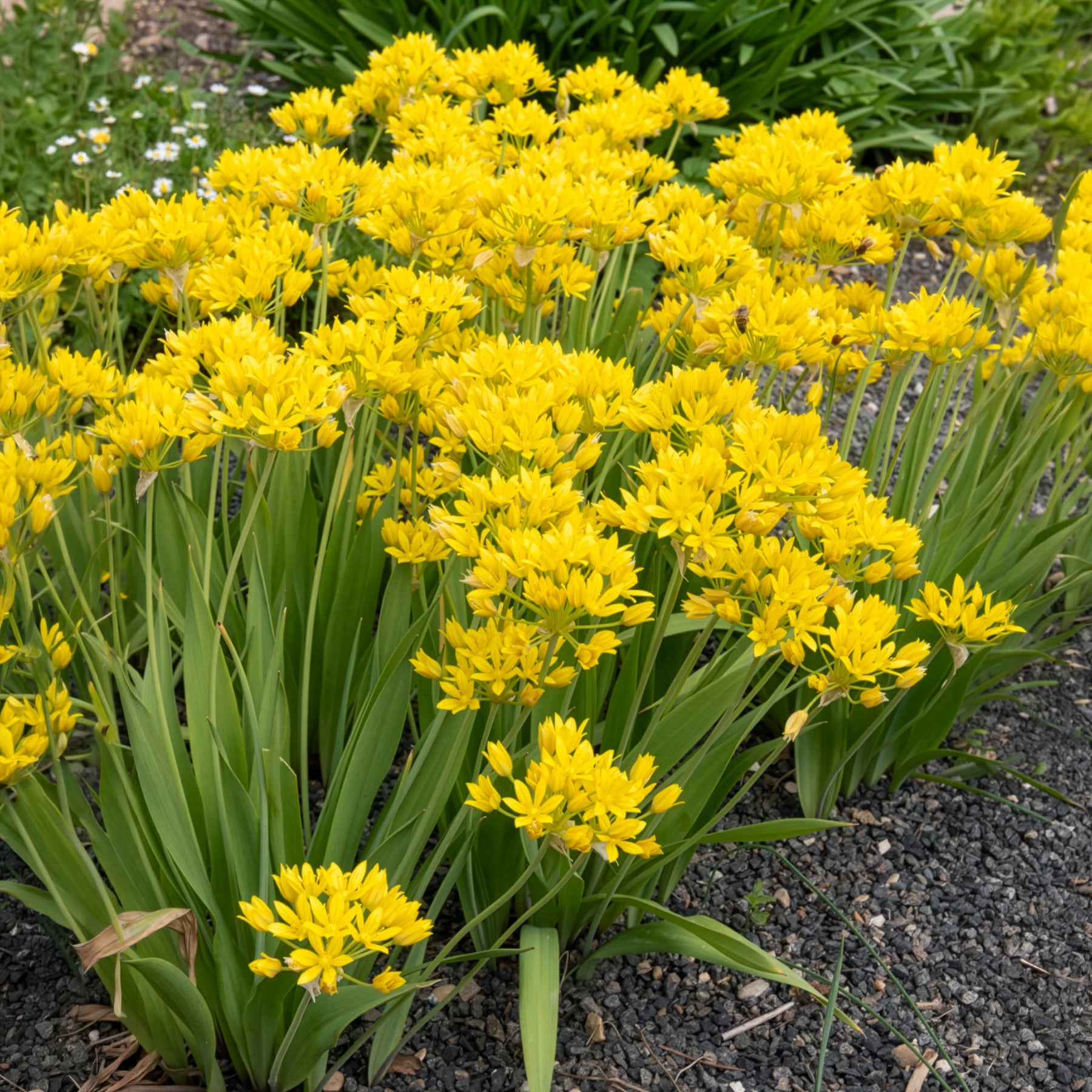 Goldlauch - Allium moly - Bakker