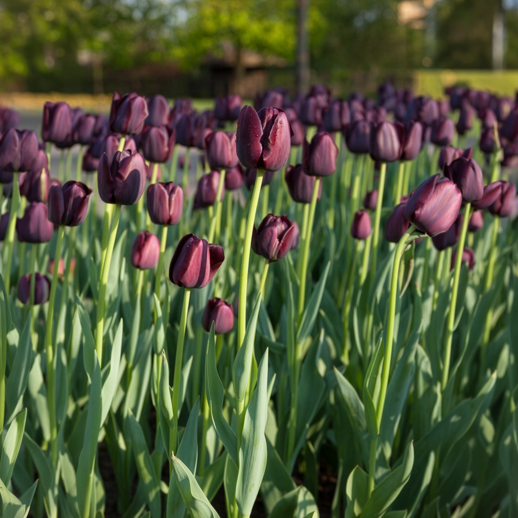 Tulpen-Zwiebeln - Tulpe Queen of Night - Tulipa Queen of Night