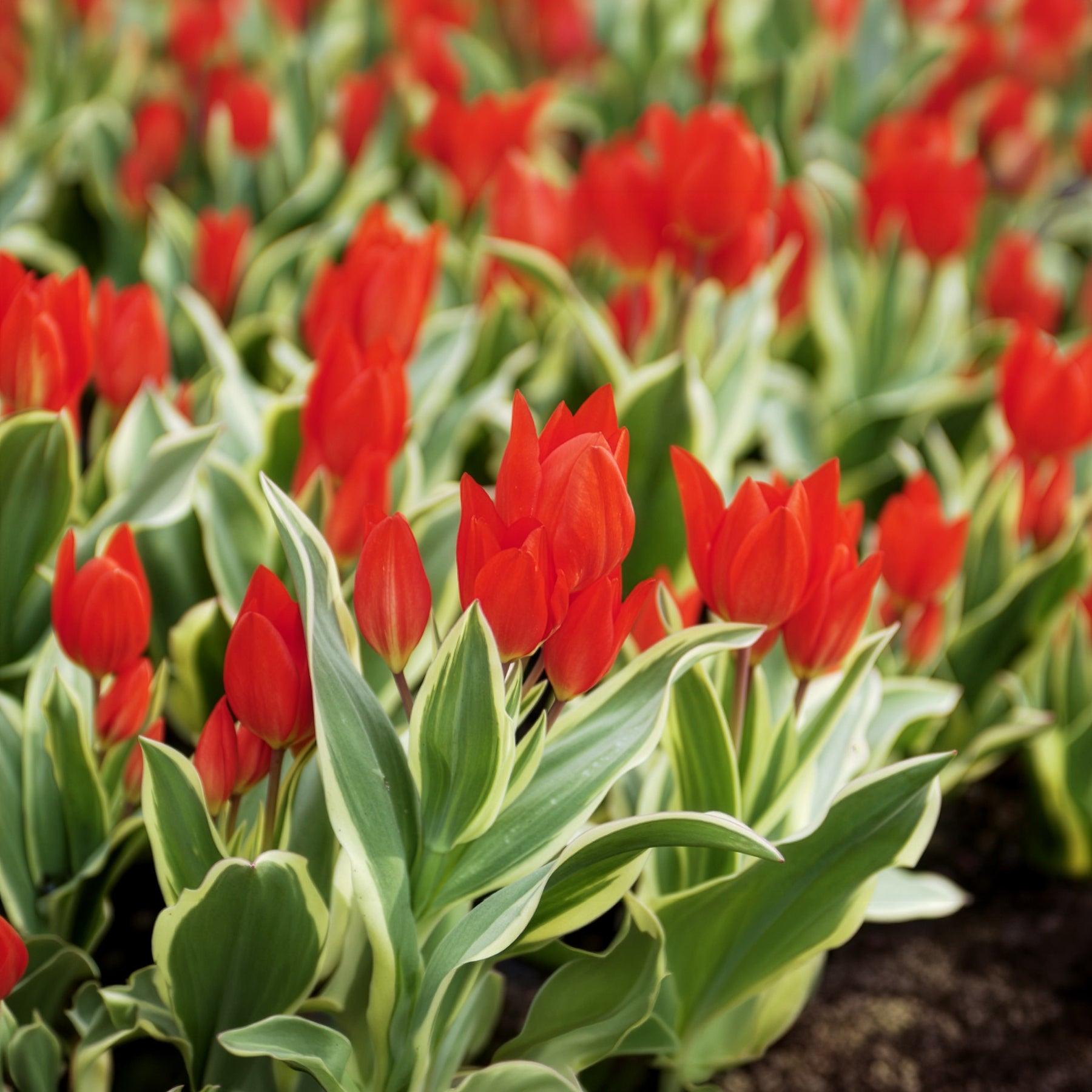Tulpe Unicum - Tulipa praestans Unicum - Bakker
