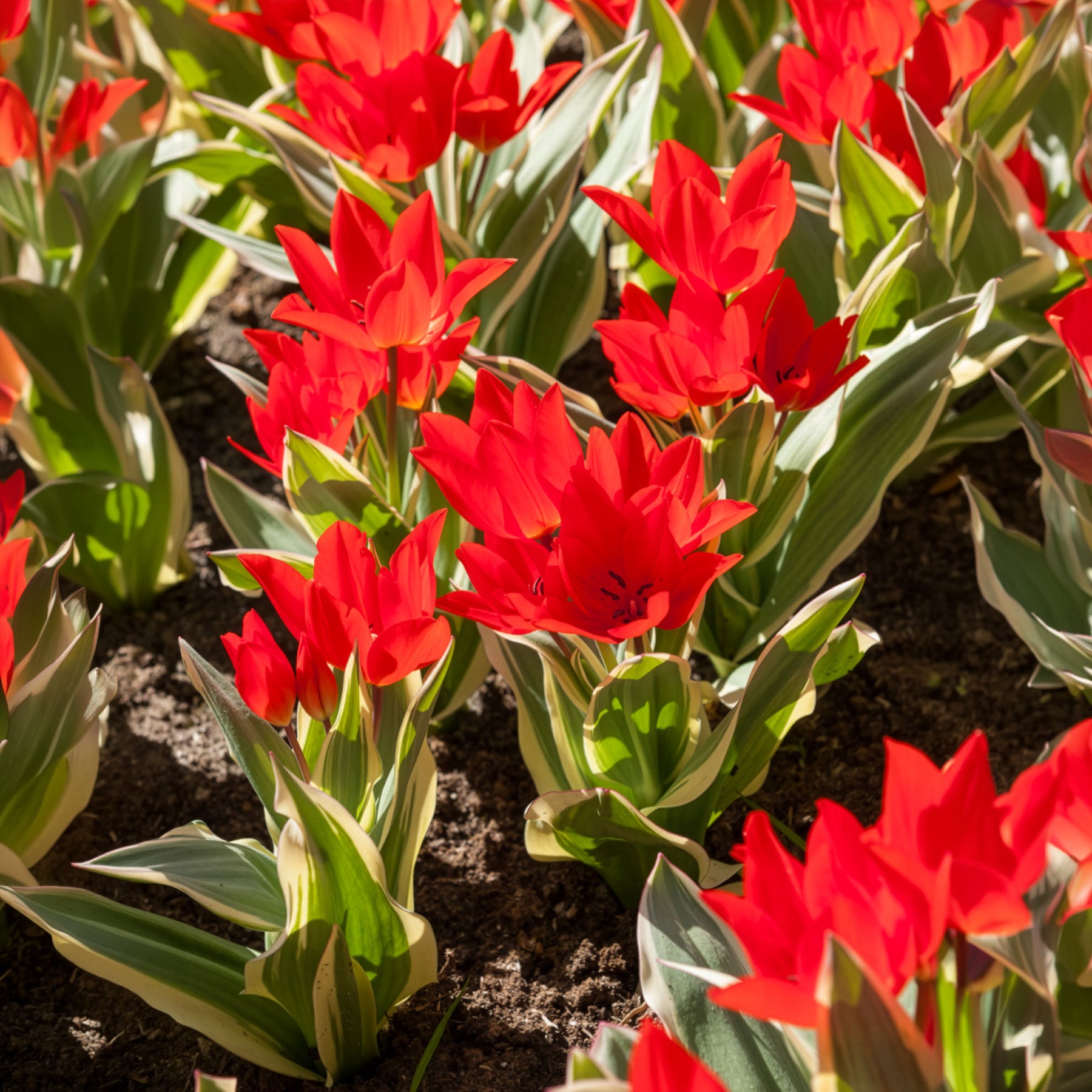 Tulpen-Zwiebeln - Tulpe Unicum - Tulipa praestans Unicum