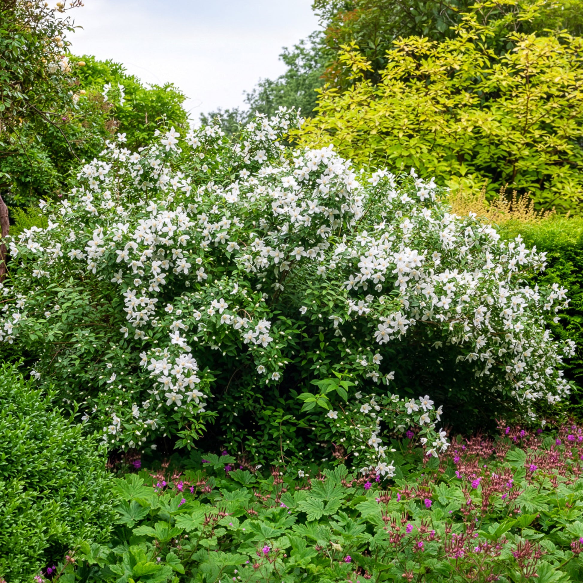 Pfeifenstrauch Silberregen - Philadelphus Silberregen - Bakker