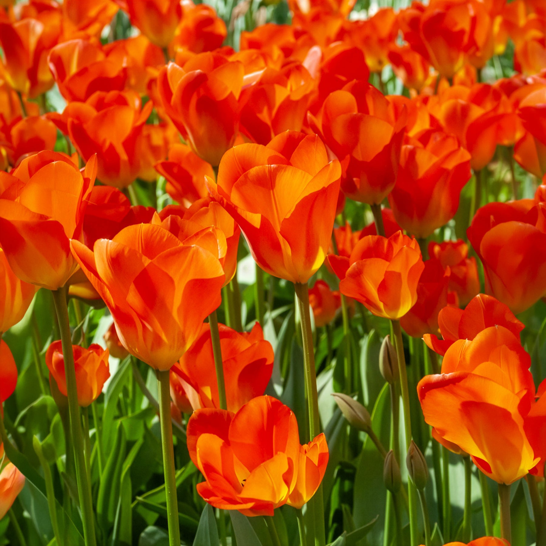 Frühlingsblumenzwiebeln für gelb-oranges Beet - Tulipa Orange Breeze, Blushing Apeldorn, Appeldorn's Elite, Narcissus Martinette - Bakker