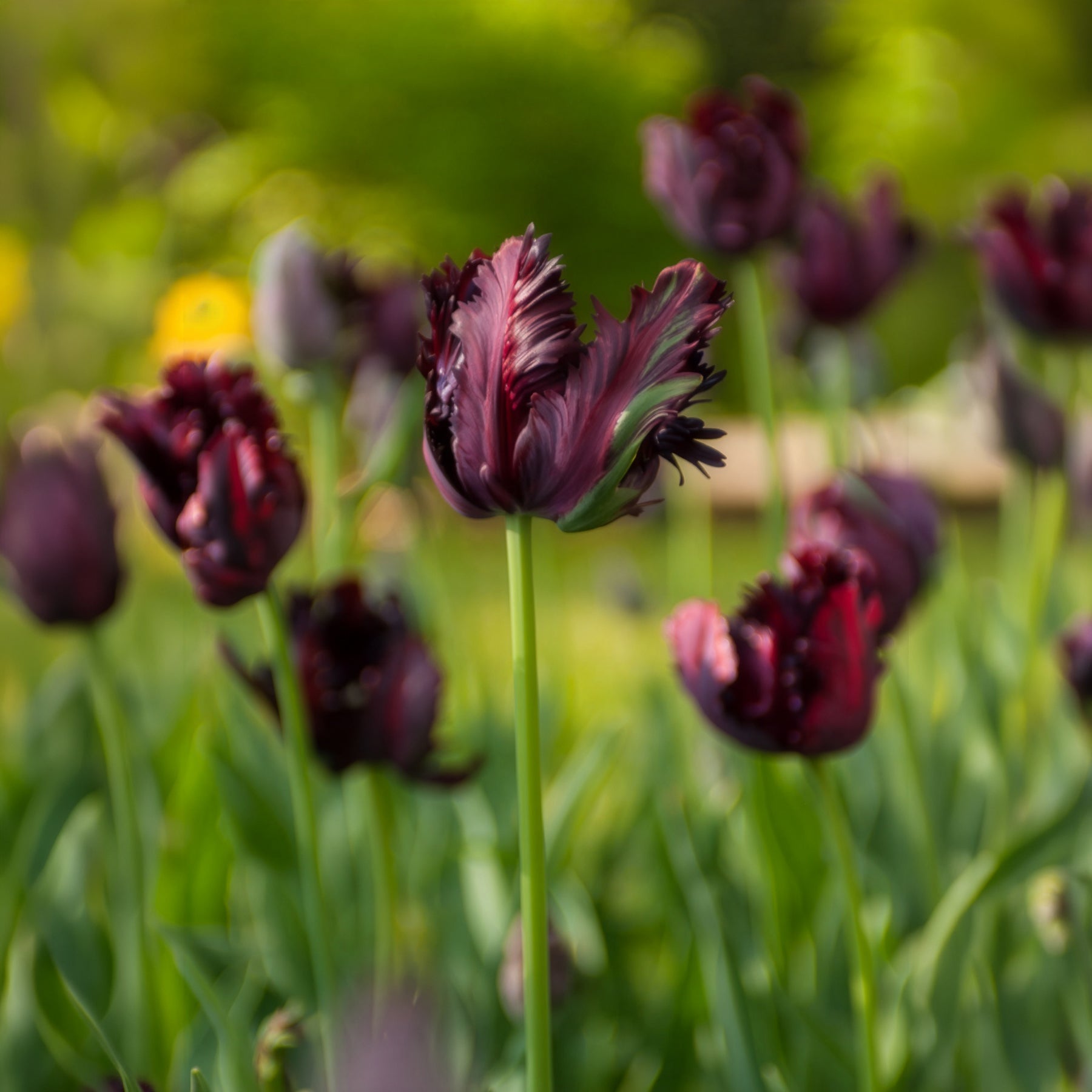 Tulipa Black Parrot - Tulpe Black Parrot - Tulpen-Zwiebeln