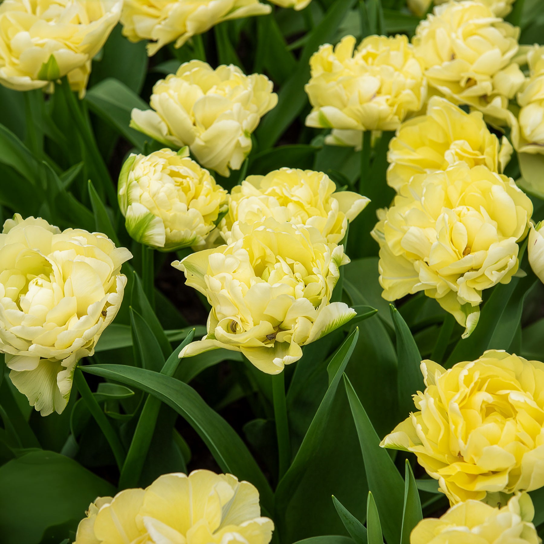 Tulipa Avant-garde - Frühe gefüllte Tulpe Mondial - Tulpen-Zwiebeln