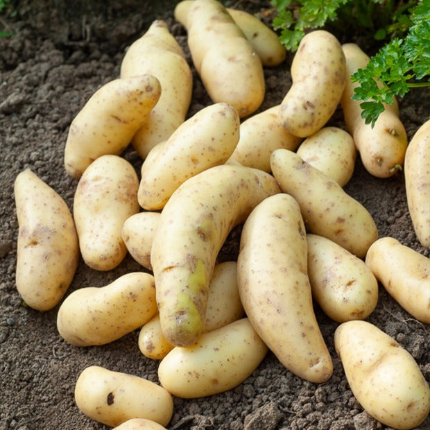 Kartoffelpflanzen - Kartoffeln ‘Ratte’ (x25) - Solanum tuberosum ratte