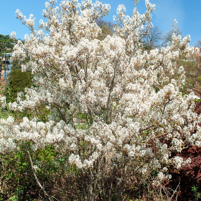 Verkauf Kupfer-Felsenbirne - Amelanchier lamarckii