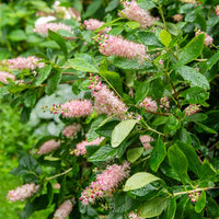 Silberkerzenstrauch Pink Spire - Clethra alnifolia Pink Spire - Bakker
