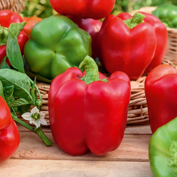 Cucurbita pepo, Solanum melongena, Capsicum annuum, Solanum lycopersicum - Gemüse-Kollektion für die Sonne - Andere Gemüse-Saatgüter