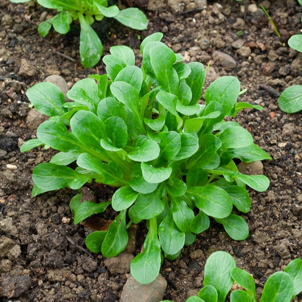 Feldsalat Etampes - Valerianella locusta verte d'etampes - Bakker