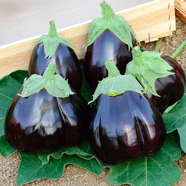 Aubergine 'Black Beauty' - Solanum melongena black beauty - Bakker